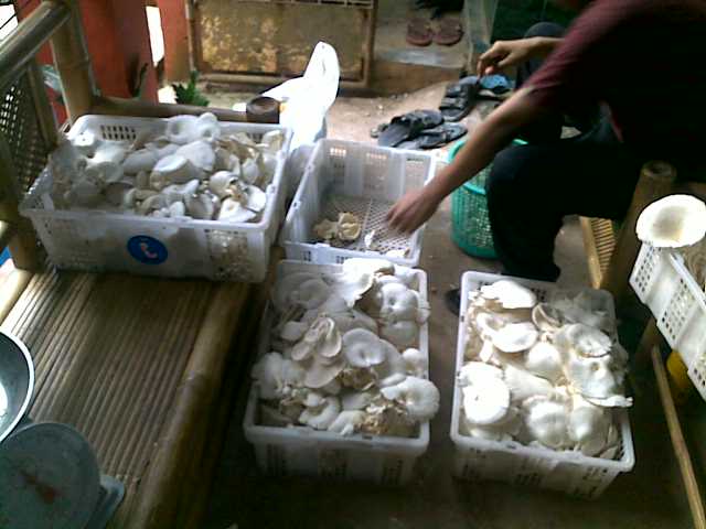 Cara panen jamur