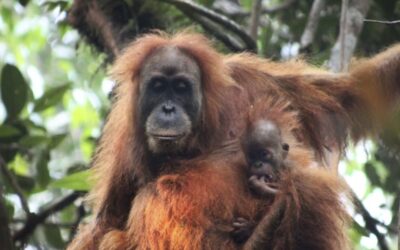 Membongkar Rahasia Tersembunyi di Surga Orangutan Lereng Slamet Selatan