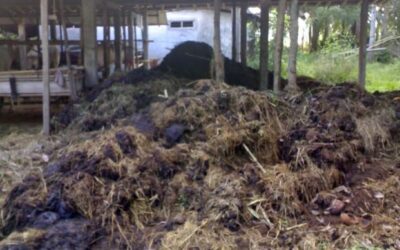 Kompos Kotoran Hewan Liar: Rahasia Kesuburan Hutan di Lereng Gunung Slamet