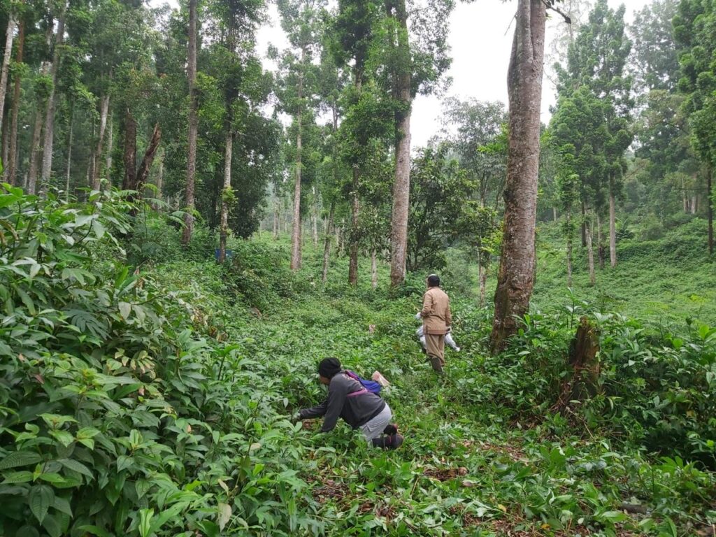 pengelolaan perhutanan sosial yang berkelanjutan dari wana karya lestari kemutug lor