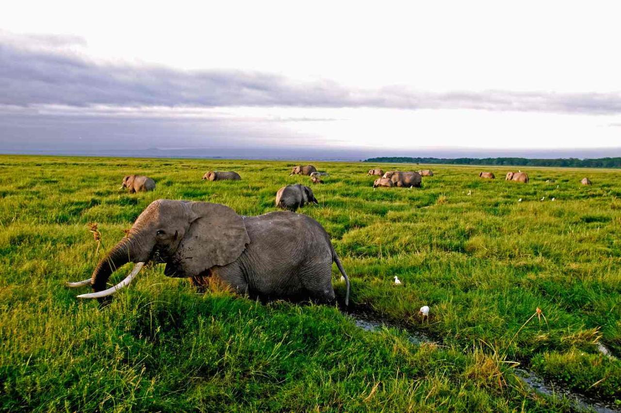 Degradasi habitat