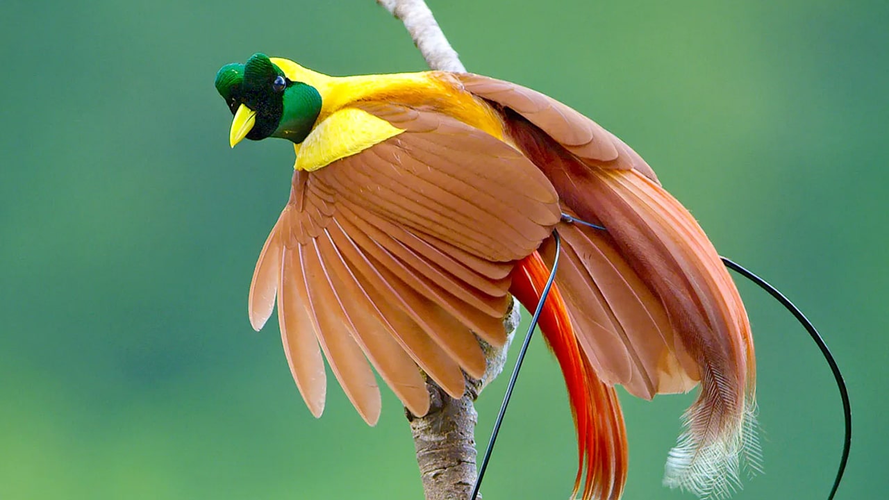 Burung Cendrawasih