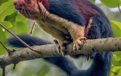 Terungkap! Rahasia Tersembunyi Hutan Lereng Gunung Slamet: Tupai Raksasa Misterius yang Hanya Ada di Indonesia