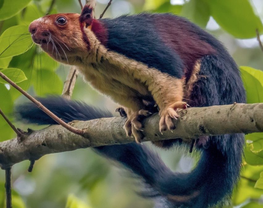 Terungkap! Rahasia Tersembunyi Hutan Lereng Gunung Slamet: Tupai Raksasa Misterius yang Hanya Ada di Indonesia