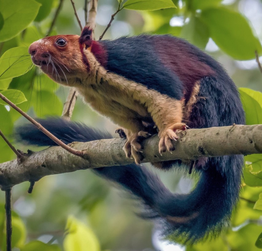 Nias Giant Squirrel