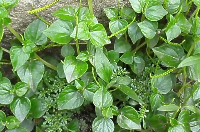 Tanaman obat terlangka